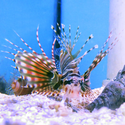 Dwarf Lionfish (Indian Ocean)