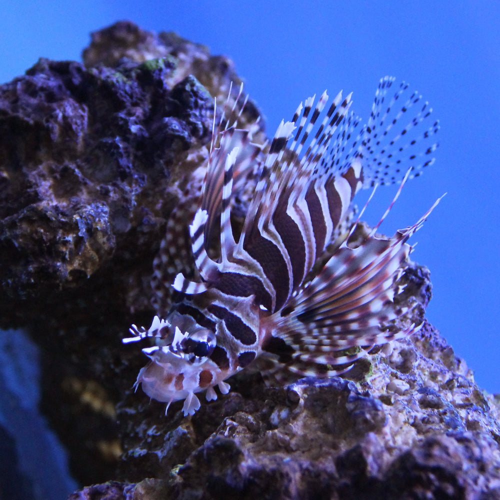 Dwarf Zebra Lionfish Dwarf Lionfish Care Dwarf Lionfish JLAquatics