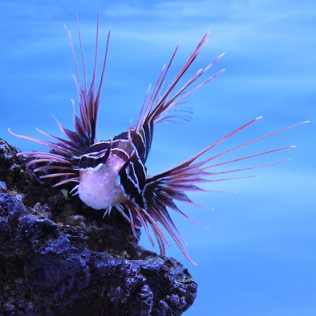 Radiata (Tailbar) Lionfish (Asia Pacific)