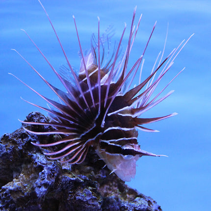 Radiata (Tailbar) Lionfish (Asia Pacific)