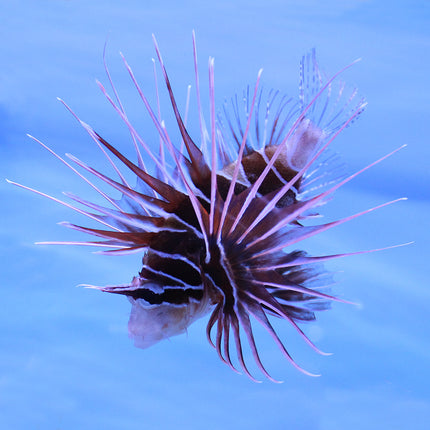 Radiata (Tailbar) Lionfish (Asia Pacific)