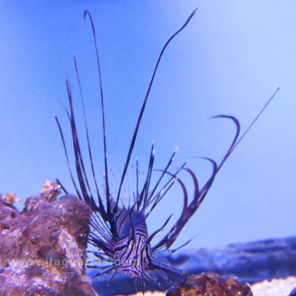 Black Volitan Lionfish (Indian Ocean)