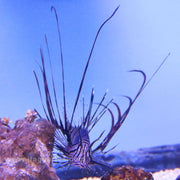 Black Volitan Lionfish (Indian Ocean)