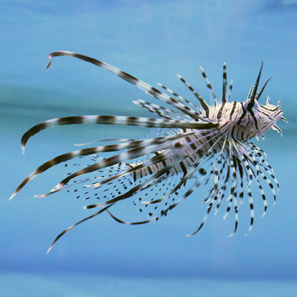 Brown Volitan Lionfish (Indian Ocean)