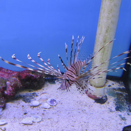 Brown Volitan Lionfish (Indian Ocean)