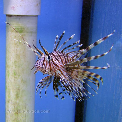 Brown Volitan Lionfish (Indian Ocean)