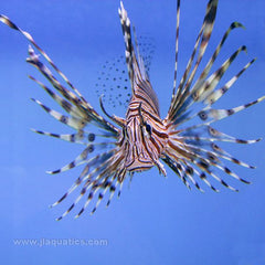 Brown Volitan Lionfish (Indian Ocean)