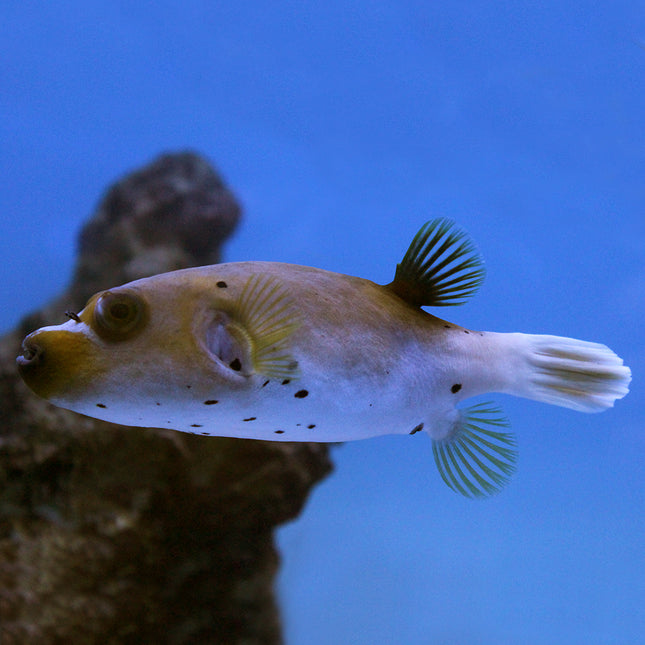 Dog Face Puffer (Asia Pacific)