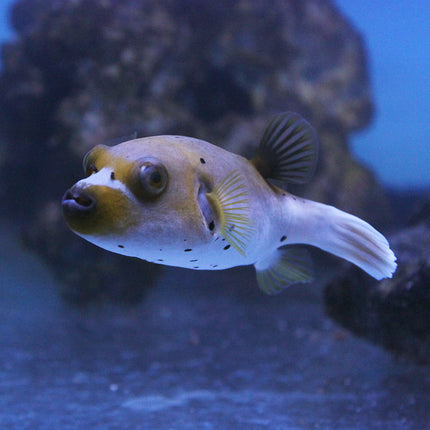 Dog Face Puffer (Asia Pacific)