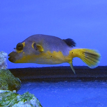 Golden Belly Dog Face Puffer (Asia Pacific)