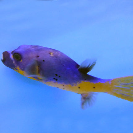 Golden Belly Dog Face Puffer (Asia Pacific)