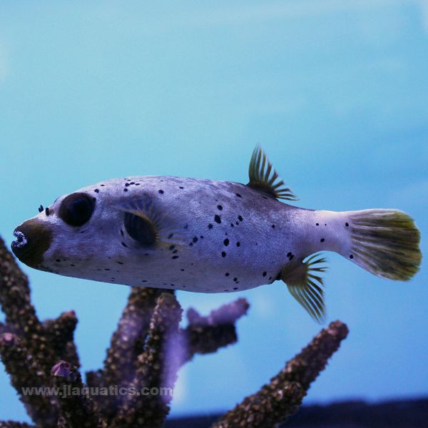 Polka Dot Puffer (Indian Ocean)