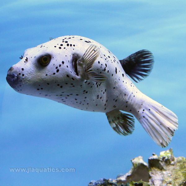 Polka Dot Puffer (Indian Ocean)