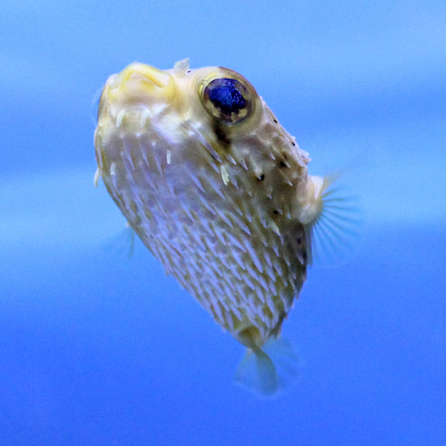 Porcupine Puffer (Asia Pacific)