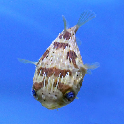 Porcupine Puffer (Asia Pacific)