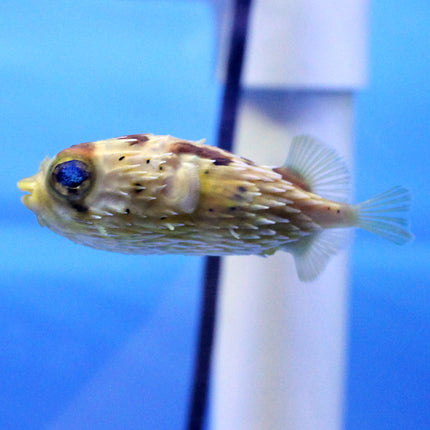 Porcupine Puffer (Asia Pacific)