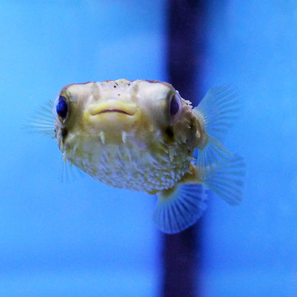 Porcupine Puffer (Asia Pacific)