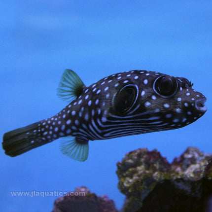 Stars & Stripes Puffer (Asia Pacific)