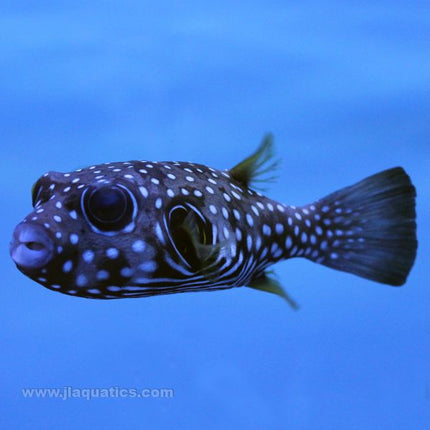 Stars & Stripes Puffer (Asia Pacific)