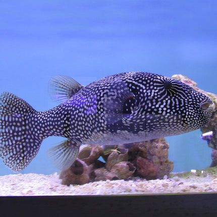 Stellar/Mappa Puffer (Indian Ocean)