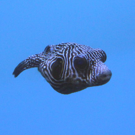 Stellar/Mappa Puffer (Indian Ocean)