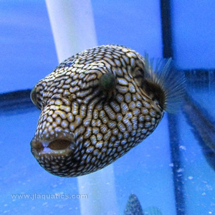 Stellar/Mappa Puffer (Indian Ocean)