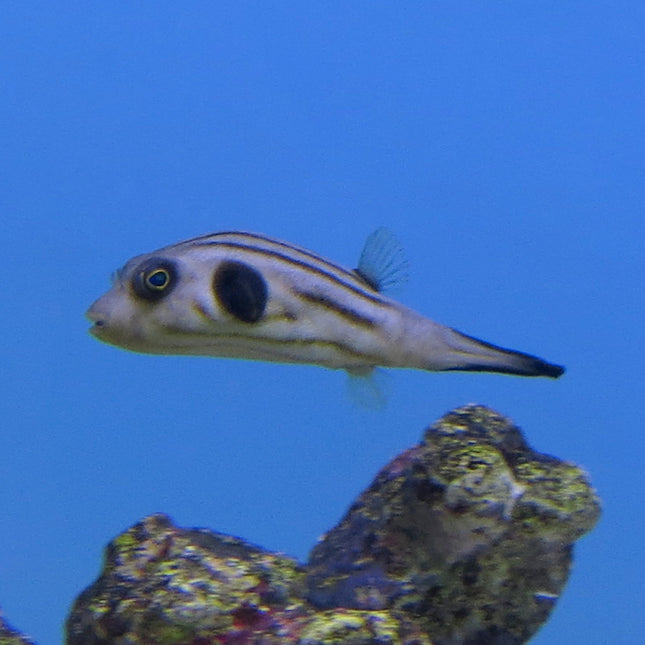 Striped Puffer (Indian Ocean)