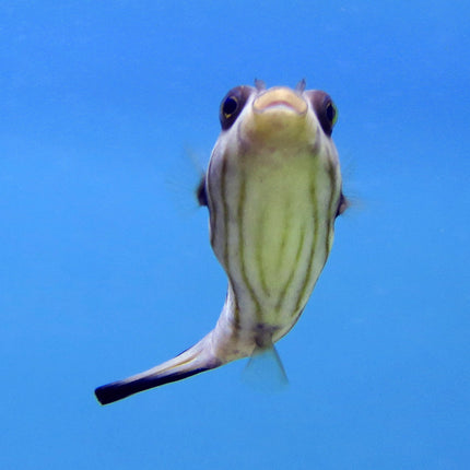 Striped Puffer (Indian Ocean)