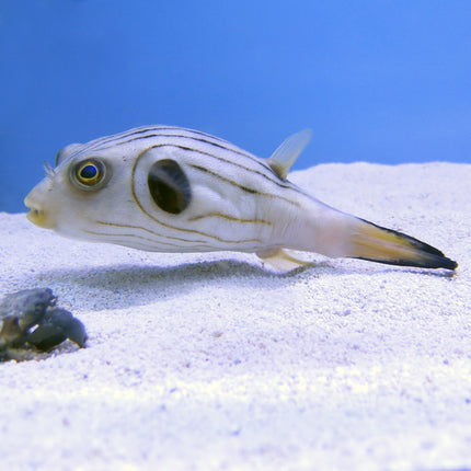 Striped Puffer (Indian Ocean)