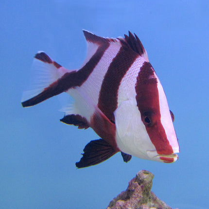 Emperor Snapper (Asia Pacific)