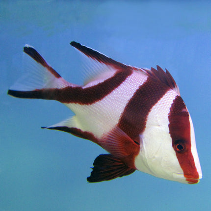 Emperor Snapper (Asia Pacific)