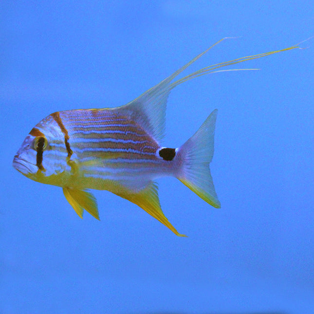 High Fin Snapper (Asia Pacific)