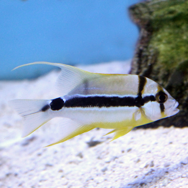 High Fin Snapper (Asia Pacific)