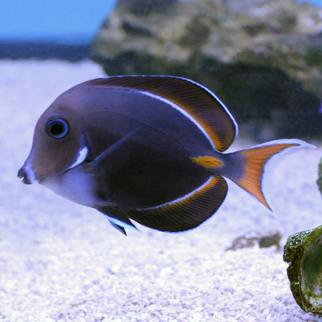 Achilles Tang (South Pacific)