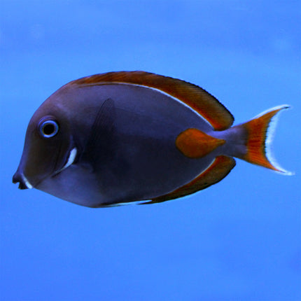 Achilles Tang (South Pacific)