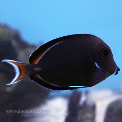 Achilles Tang (South Pacific)