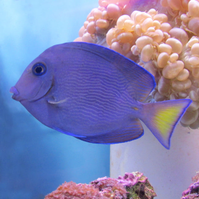 Atlantic Blue Tang (Atlantic)