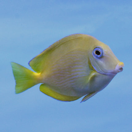 Atlantic Blue Tang (Atlantic)