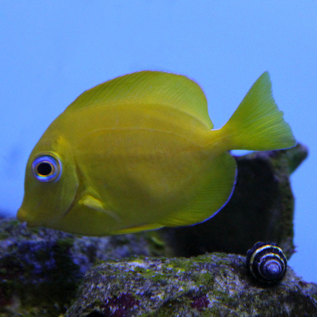 Atlantic Blue Tang (Atlantic)