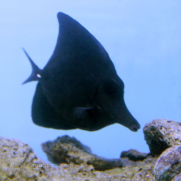 Black Longnose Tang (South Pacific)