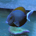 Black Spot Tang (Asia Pacific)