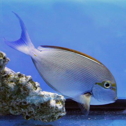 Blue Lined Tang (South Pacific)