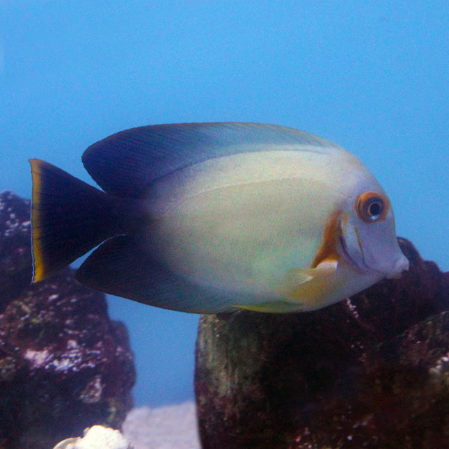 Chocolate Tang (Asia Pacific)