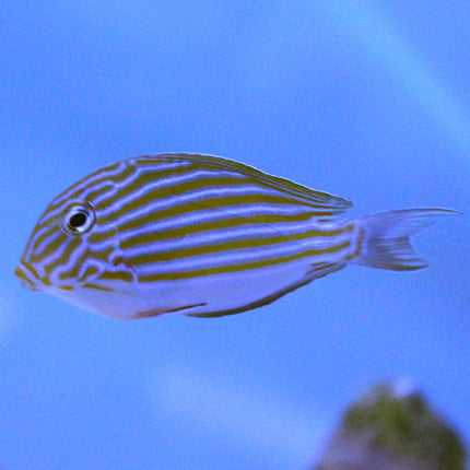 Clown Tang (Asia Pacific)