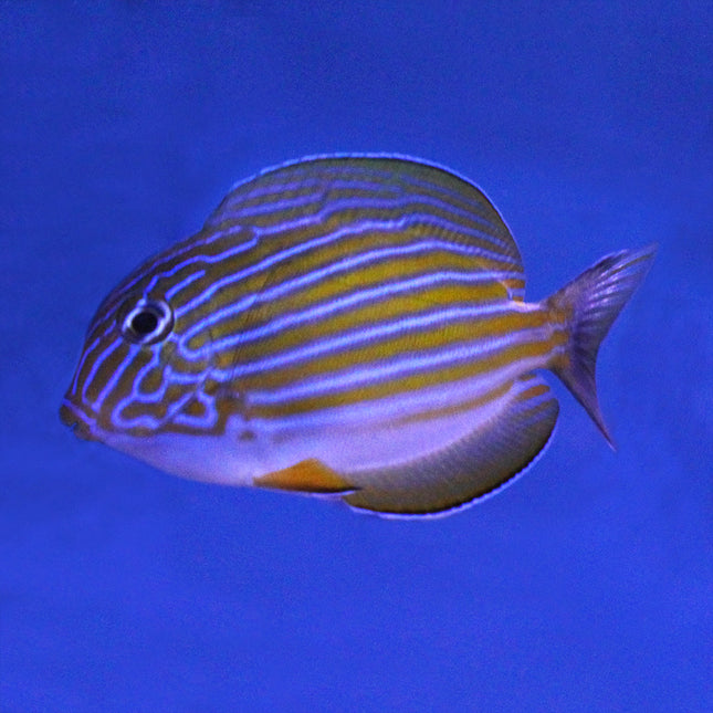 Clown Tang (Indian Ocean)