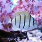 Convict Tang (Asia Pacific)