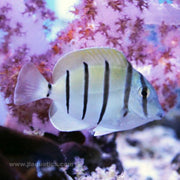 Convict Tang (Asia Pacific)