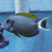 Fowleri Tang (Asia Pacific)