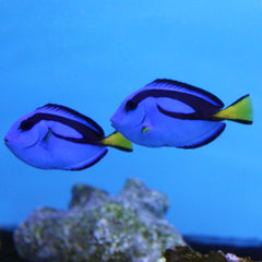 Hippo (Blue) Tang (Asia Pacific)