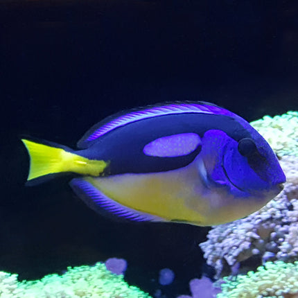 Hippo (Blue) Tang (South Pacific)